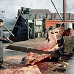 Britain's Whale Hunters