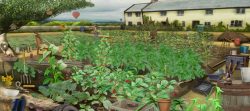 River Cottage Get Foraging Game