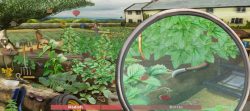 River Cottage Get Foraging Game