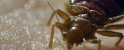 BBC iWonder: Pests