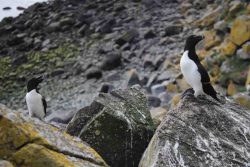 Last Seabird Summer