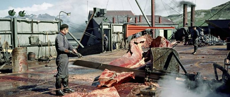 Britain's Whale Hunters