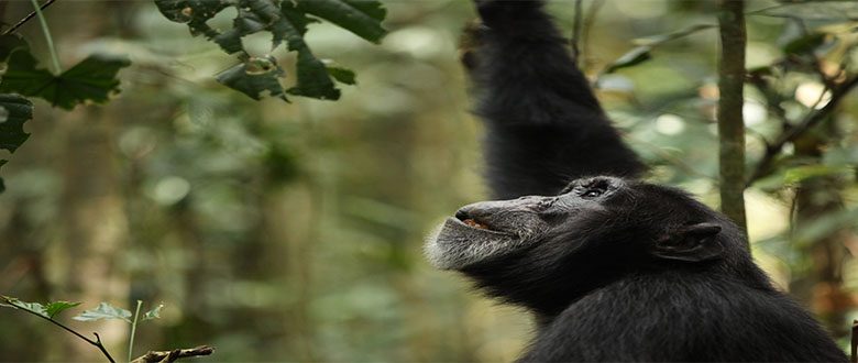 Rise Of The Warrior Apes Full Documentary Free Rise Of The Warrior Apes - KEO Films