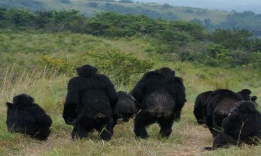 Royal Television Society, West of England Awards 2018 – Rise of the Warrior Apes wins Natural History category.